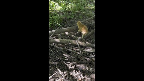 Cat in nature.