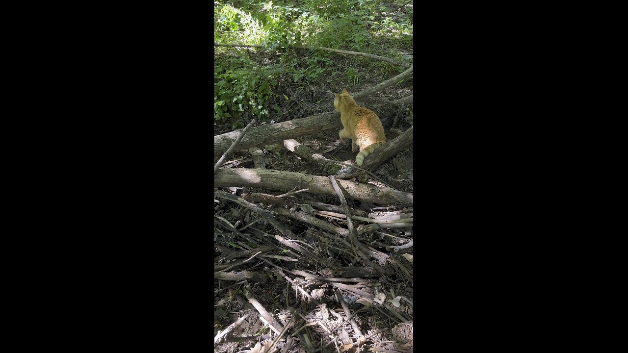 Cat in nature.
