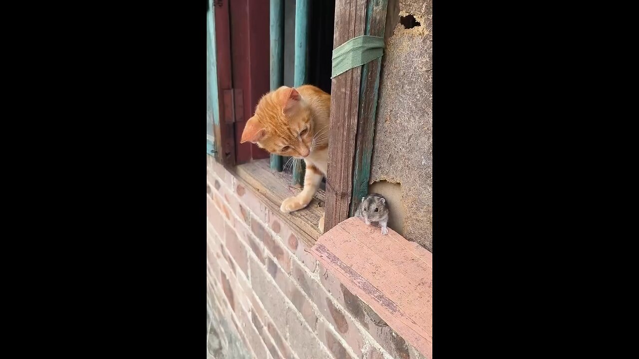 TOM AND JERRY