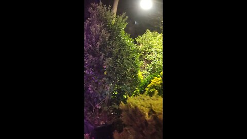 coffee shop in garden
