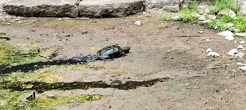 Fresh Water Snapping Turtle