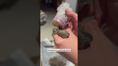 The gorgeous girl settled outside the window and she helped the bird grow the chicks