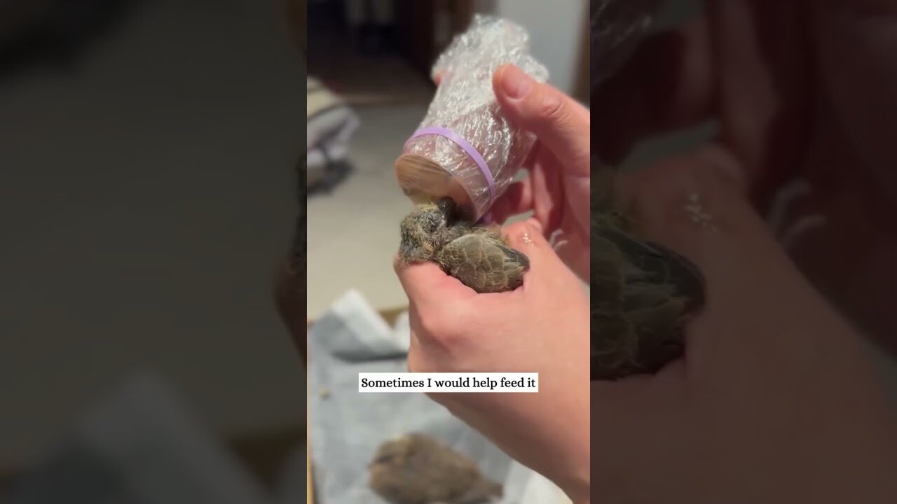 The gorgeous girl settled outside the window and she helped the bird grow the chicks