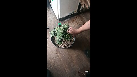First Harvest