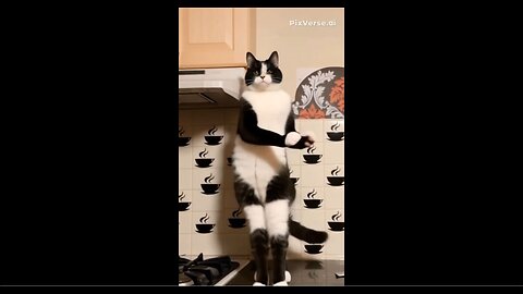 RIO 😺SHOWS US HIS DANCE 💃MOVES STANDING ON THE PLATFORM HE DANCES WITH THE BEAT 🎶ON THE RADIO 📻