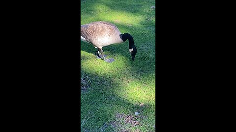 Canada Goose 🪿 #canadagoose #followme #shorts #viral #trending