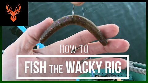How to Fish the Wacky Rig | How/Where/When | Bonus Fishing