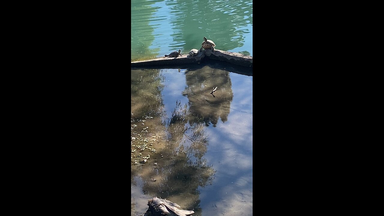 Red-Eared Slider Turtles 🐢 #turtles #redearedsliderturtle #followme #shorts #viral