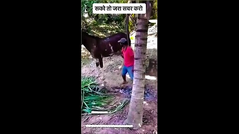 रूको जरा