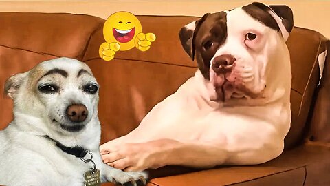 2025’s Funniest Dogs & Cats 😂 You Won’t Stop Laughing! | You Laugh You lose 😍😸😹 #Ep57