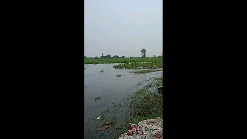 satisfying Video