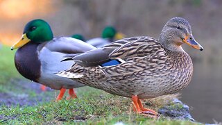 Hens Taking It Easy Just Days Before Before Freeze and Snow