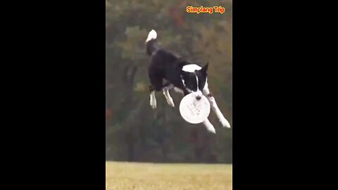 Simplang Trip 90: Here’s what will happen if you throw a plate to a dog.