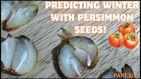 Can a Fruit Seed Forecast Snow? Testing the Persimmon Winter Prediction