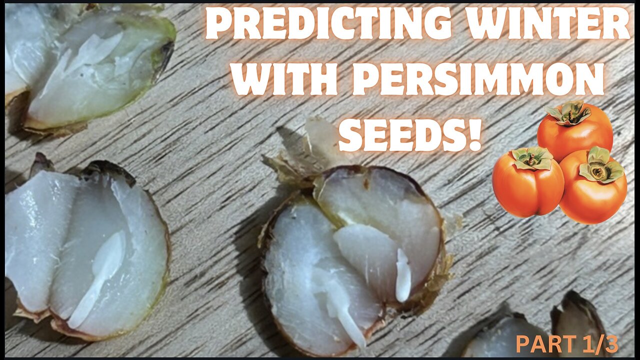 Can a Fruit Seed Forecast Snow? Testing the Persimmon Winter Prediction