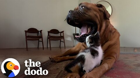 Tiny Kitten Picks 135-Pound Dog To Be Her Mom | The Dodo