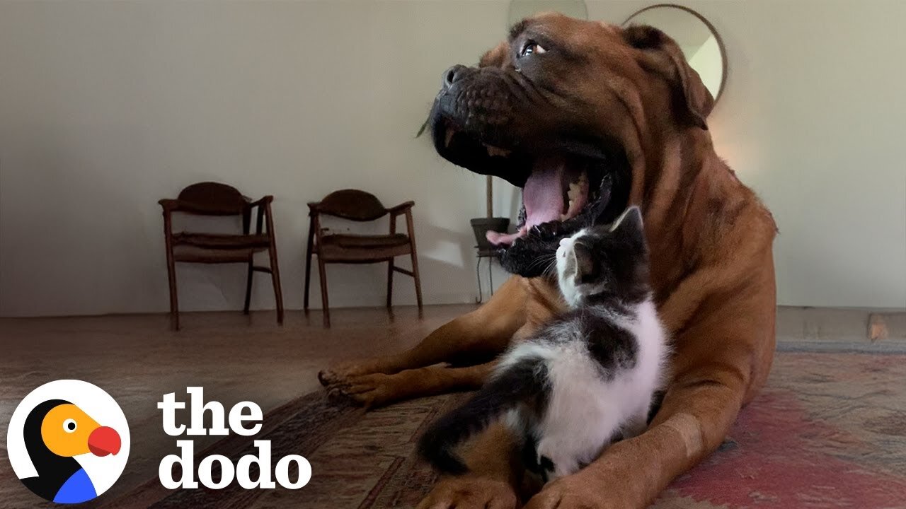 Tiny Kitten Picks 135-Pound Dog To Be Her Mom | The Dodo