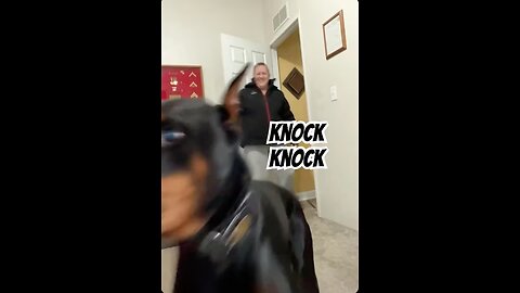 Door Knock Games: Doberman Loses His Mind When My Wife Comes In 🐾😂