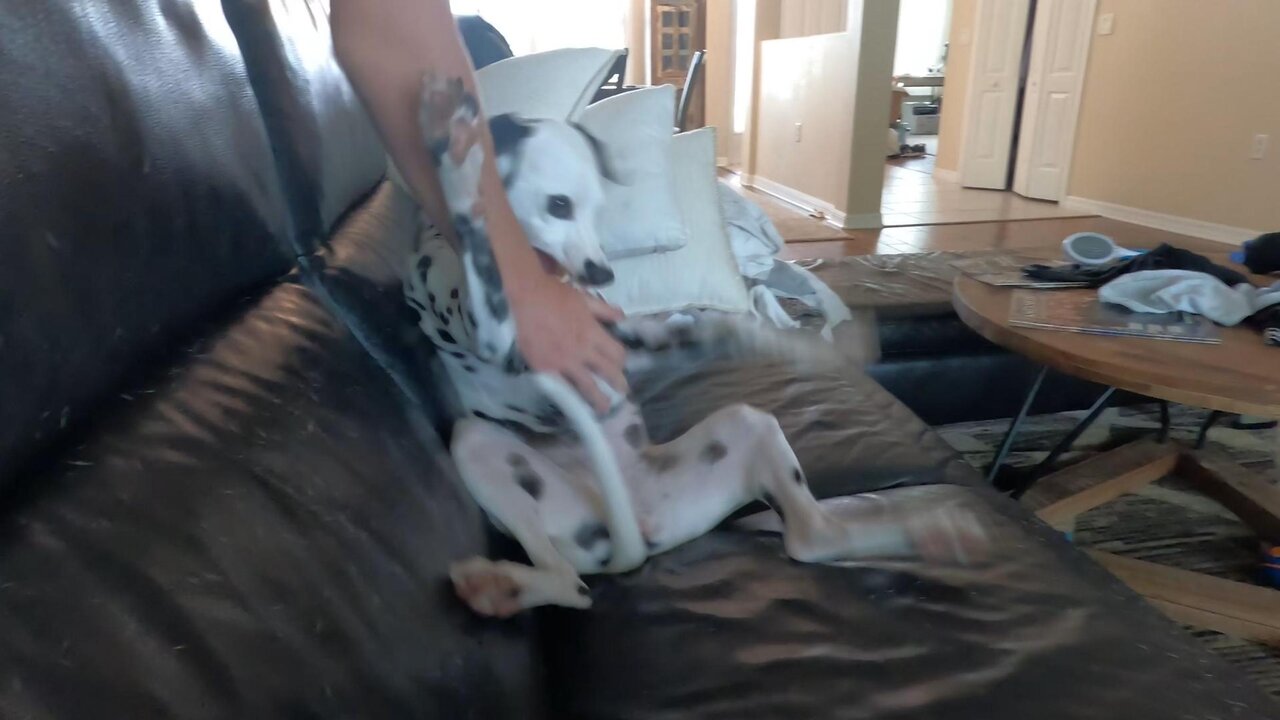 Luna Messing About with Her Big Brother