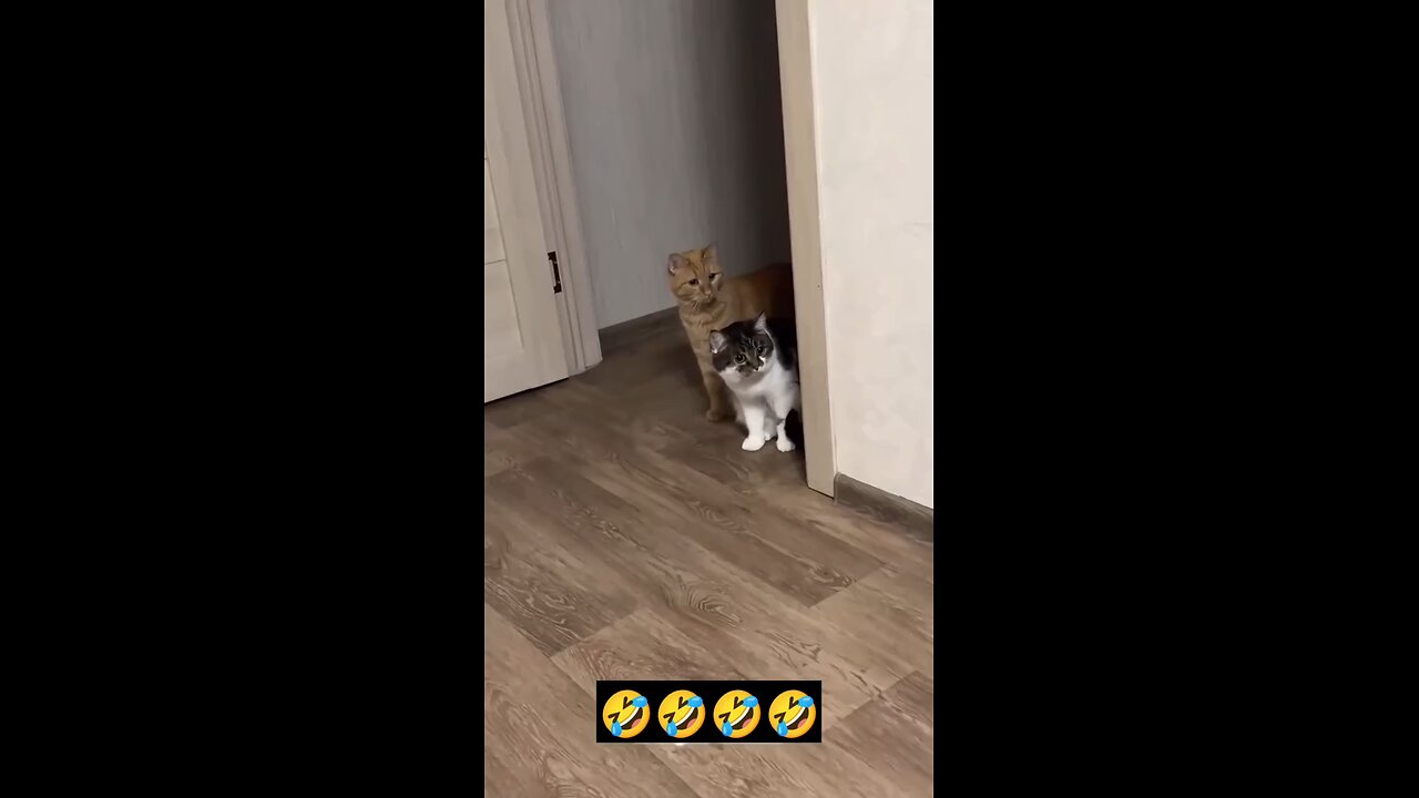 cat funny video 🤣😂