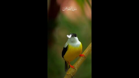 peaceful quran recitation