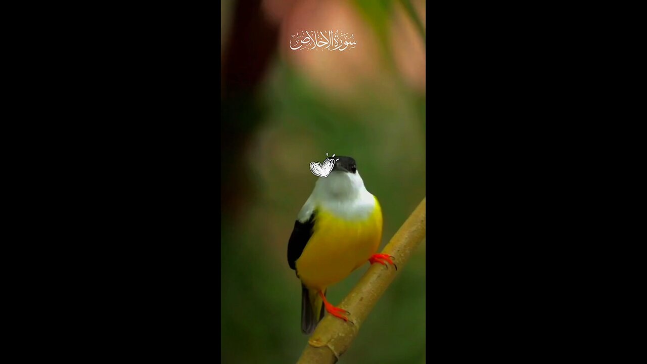 peaceful quran recitation