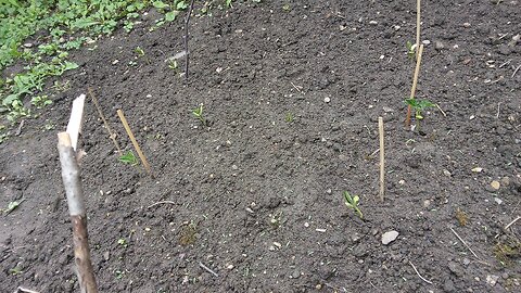 Hey I got green bean sprouts! Journal Days #18-21 2025 June 13-16th