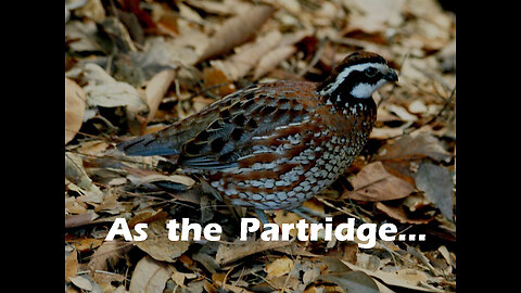 As the Partridge...