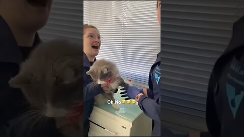 Funny Animals #funnyanimals #animals #pets #shorts