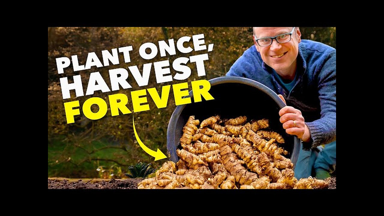 This Crop is WAY Better Than Potatoes (And No One Grows It!)