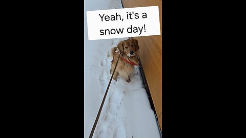 It's a snow day, but not for everyone. 🤣