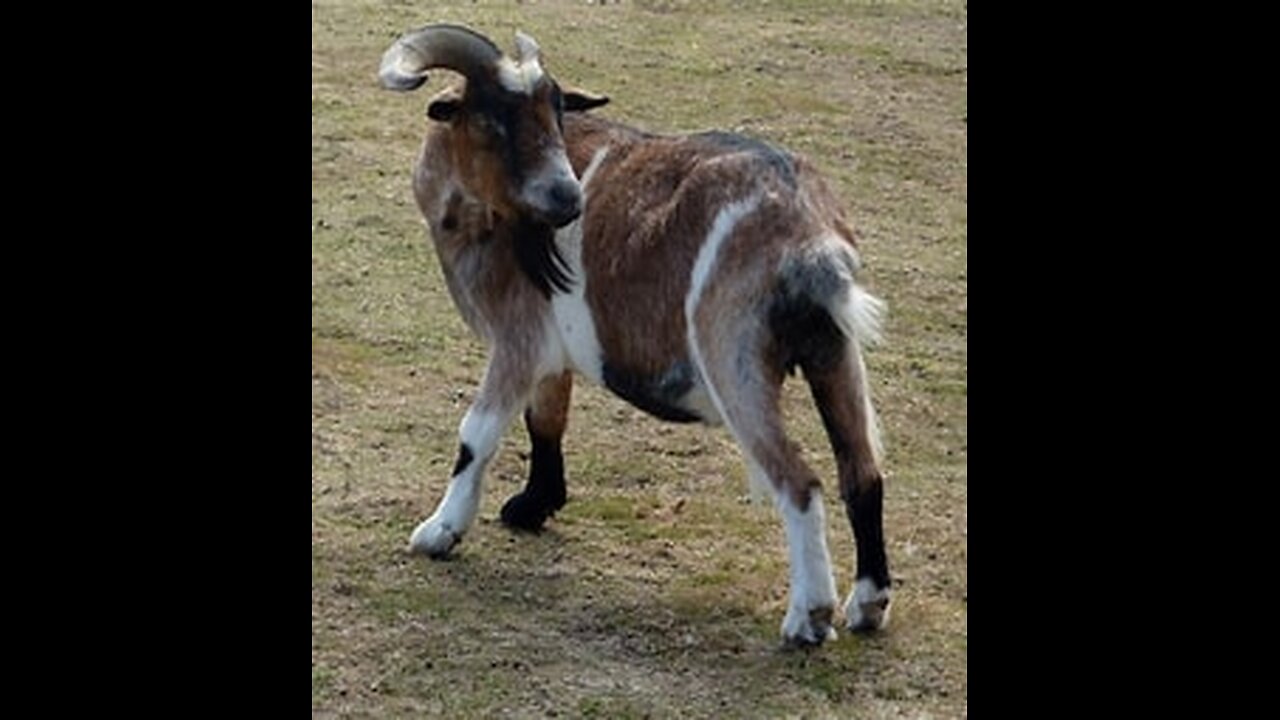 Christian ZIONISM; CASE STUDY: A Judas Goat’s 11 Years Shipwrecking Souls in SPIRIT of the Judaizers