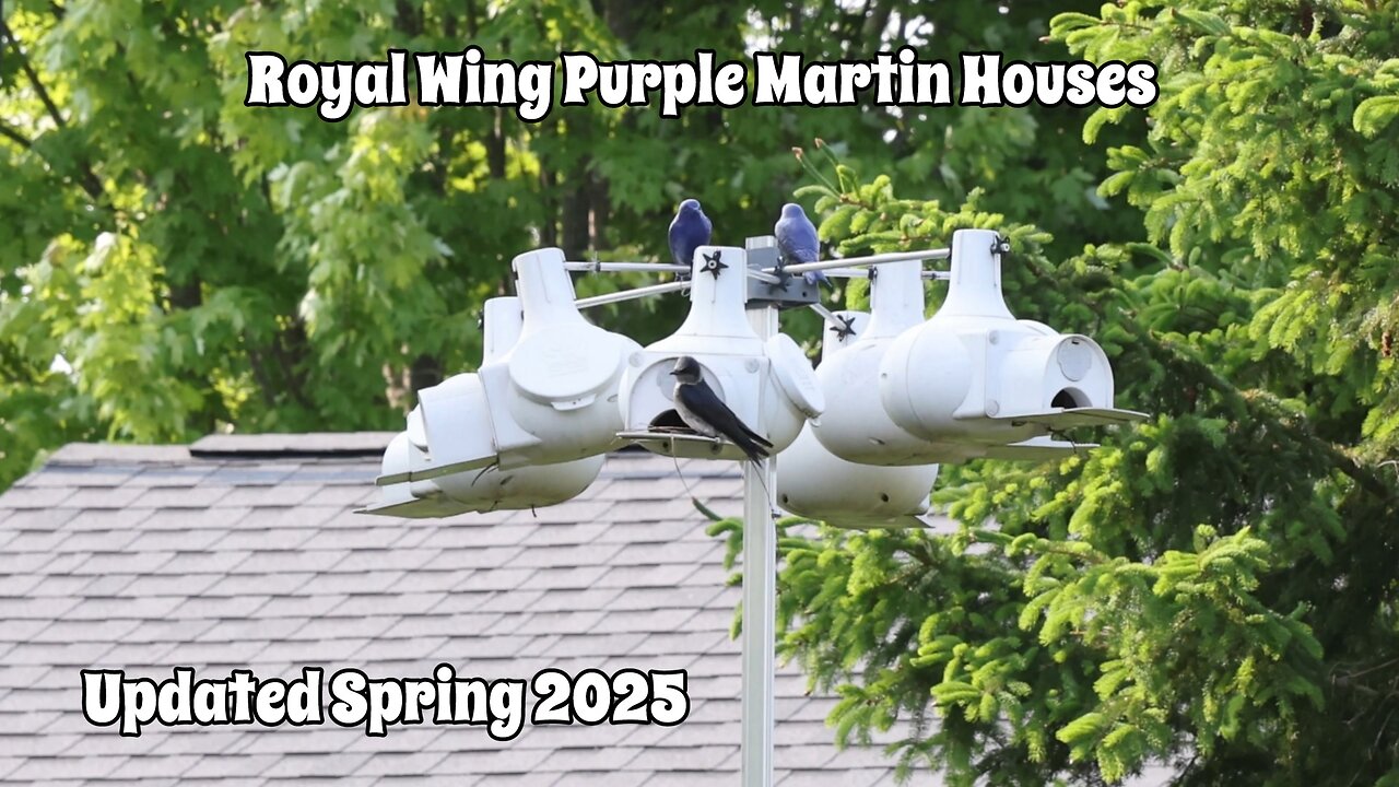 Royal Wing Purple Martin House
