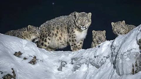 Pregnant_Snow_Leopard_Left_to_Freeze_in_the_Harsh_Snow_-_What_Next_Is_SHOCKING___Animal_Rescue