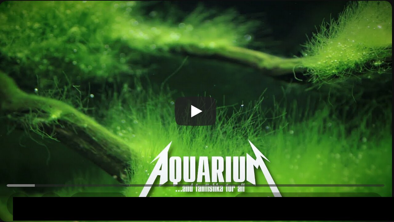 Акваскейп аля «Нитчатка стаил»