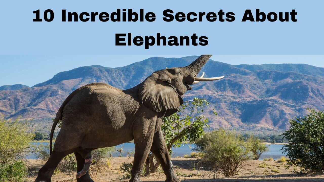 10 Incredible Secrets About Elephants: Nature's Intelligent Giants
