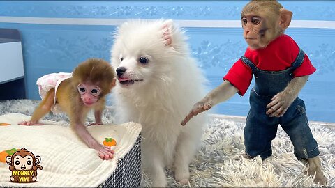 Smart YiYi protects baby monkey when dodo reacts to her