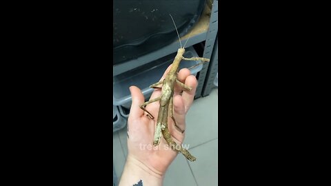 power of animals transformation