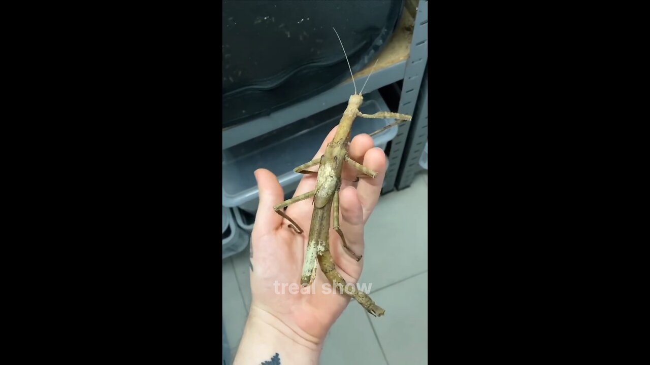 power of animals transformation
