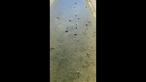 Mallard Ducks 🦆 #mallardducks #followme #shorts #trending #ducks #viral #duck