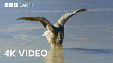 Frozen Salt Lake Turns Deadly For Flamingo Chicks | BBC Earth 
