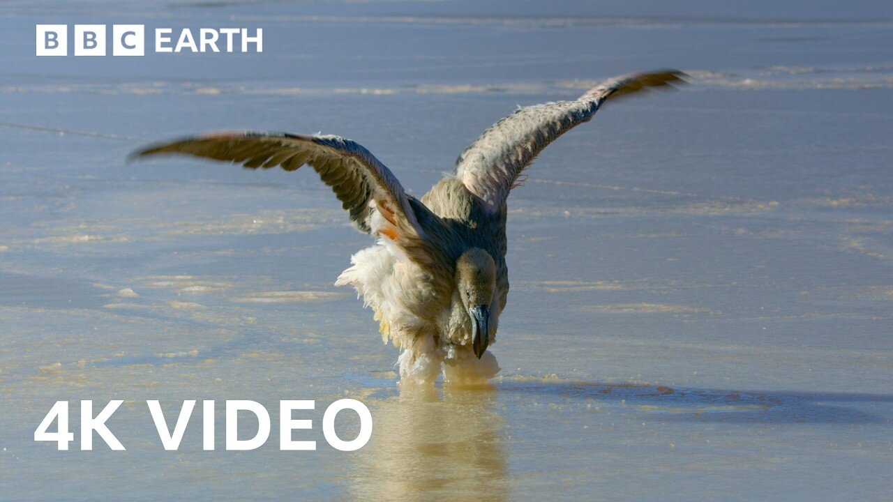 Frozen Salt Lake Turns Deadly For Flamingo Chicks | BBC Earth