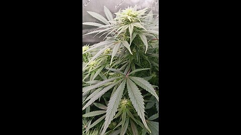 Wedding cheesecake week 12 day 2