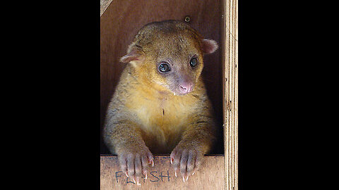 Kinkajou