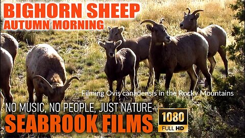 Bighorn Sheep Autumn Morning: Filming Ovis canadensis in the Rocky Mountains