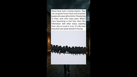 Crows Remember Human Faces