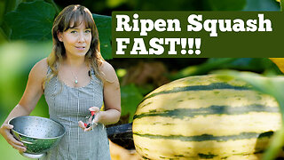 Garden Tour: How to Get Winter Squash to Ripen Before Frost