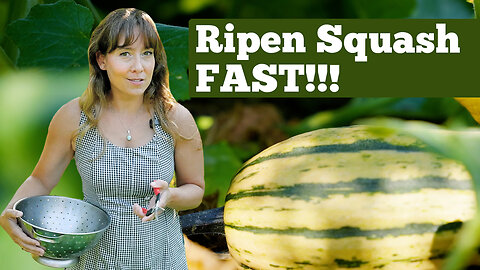 Garden Tour: How to Get Winter Squash to Ripen Before Frost