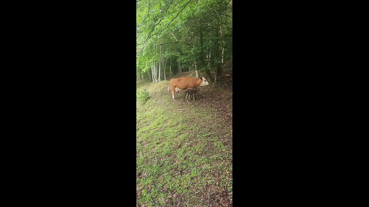 Newborn baby heifer calf.