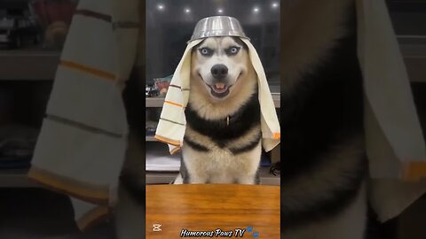Pets Who Turned Oops Into LOL!